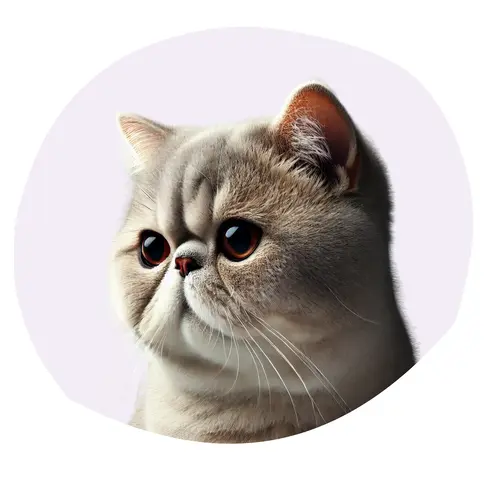 Exotic Shorthair